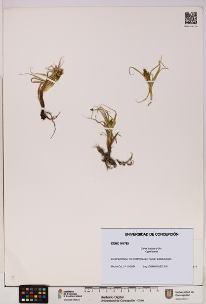 Carex fuscula [Espécimen: UDEC:CONC:0161783]