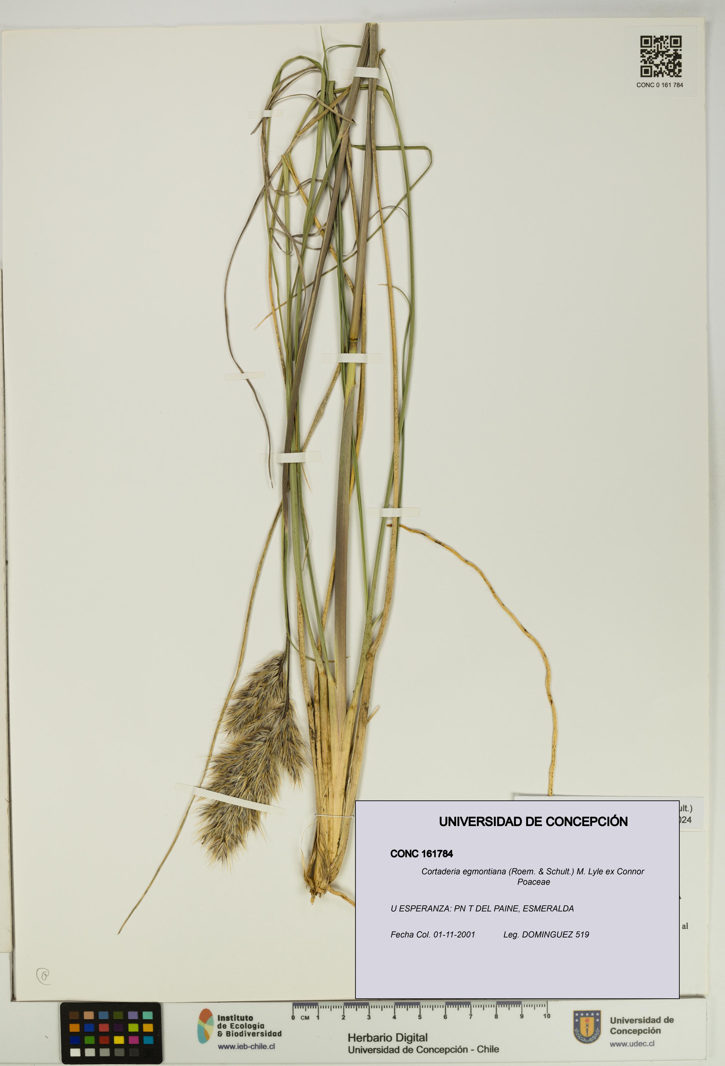 Cortaderia egmontiana [Espécimen: UDEC:CONC:0161784]