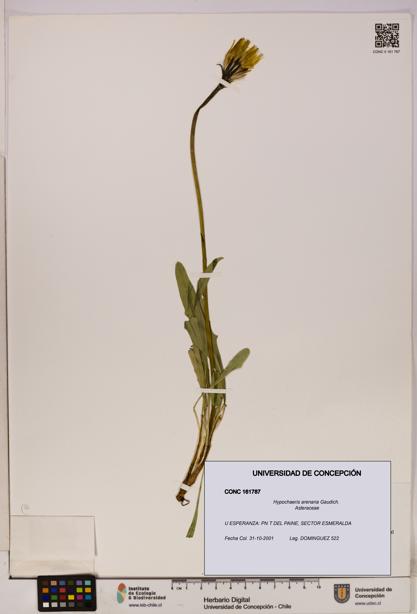 Hypochaeris arenaria [Espécimen: UDEC:CONC:0161787]