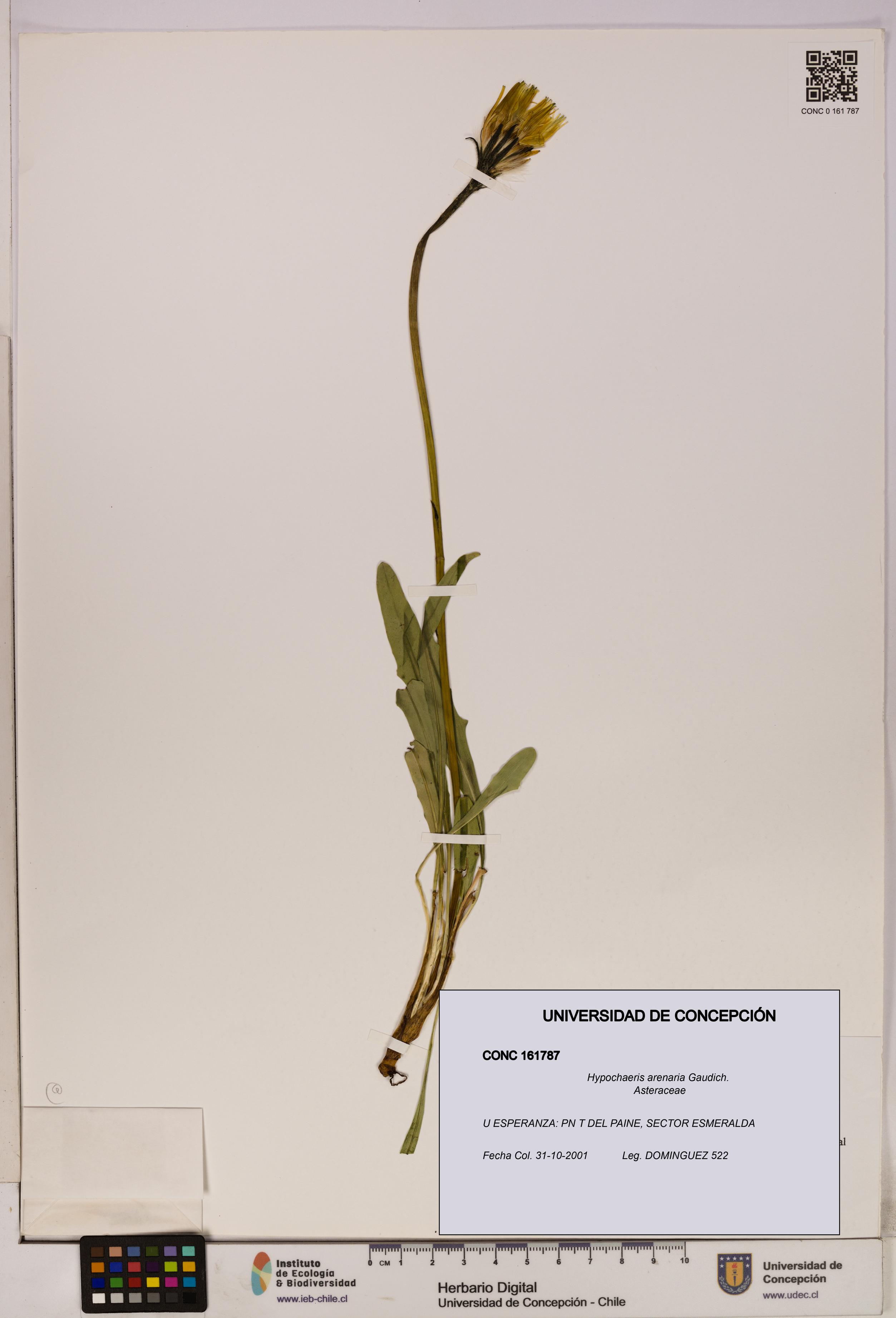 Hypochaeris arenaria [Espécimen: UDEC:CONC:0161787]