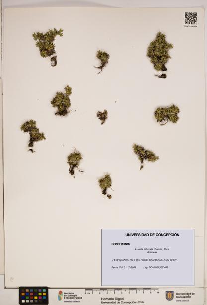 Azorella trifurcata [Espécimen: ]