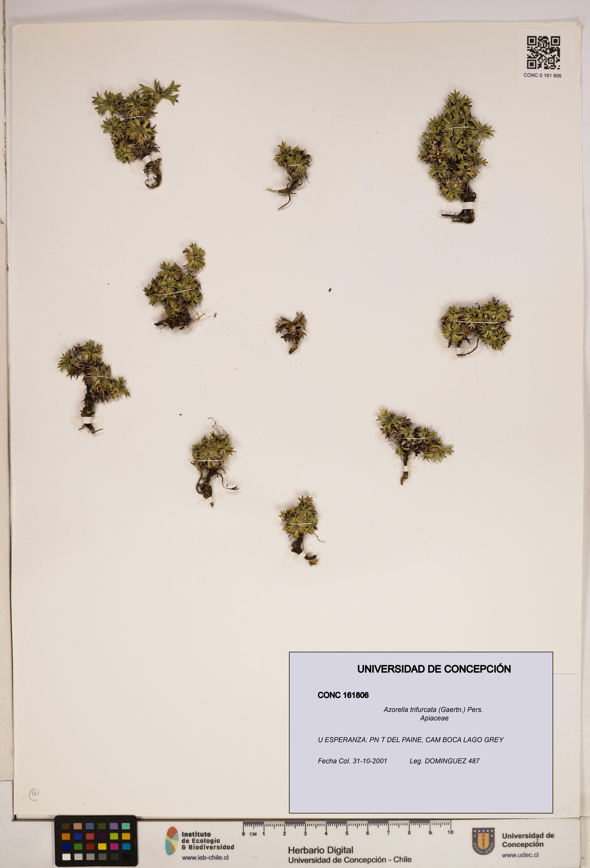 Azorella trifurcata [Espécimen: ]