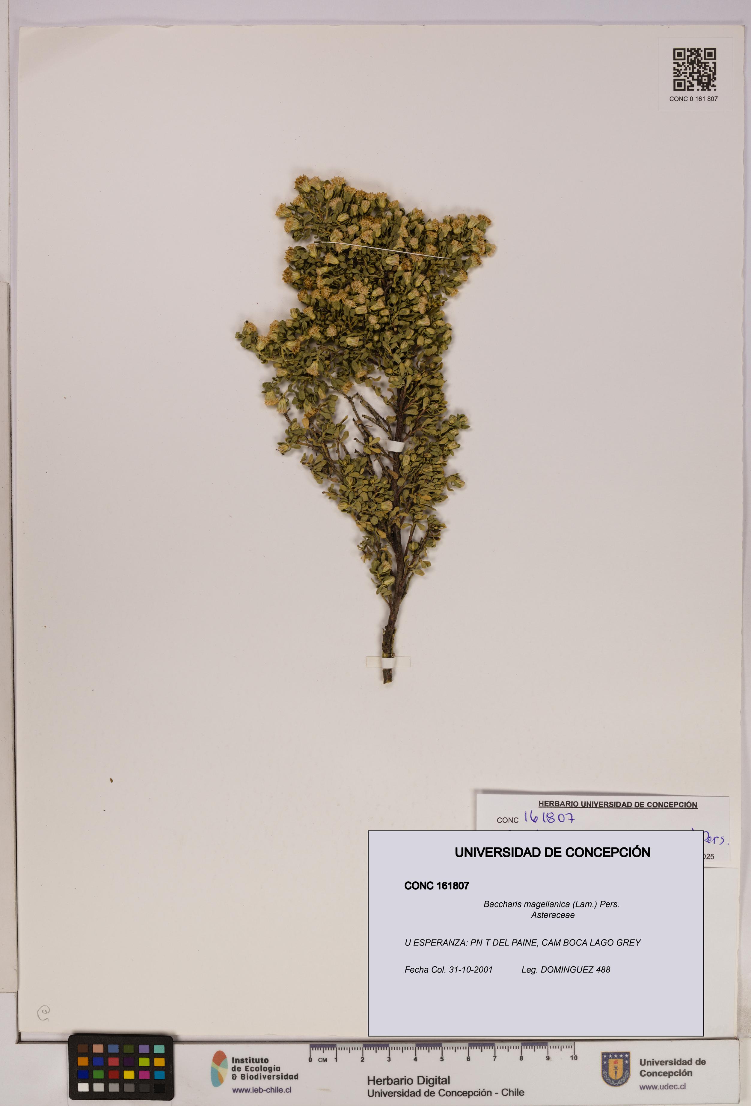 Baccharis magellanica [Espécimen: UDEC:CONC:0161807]