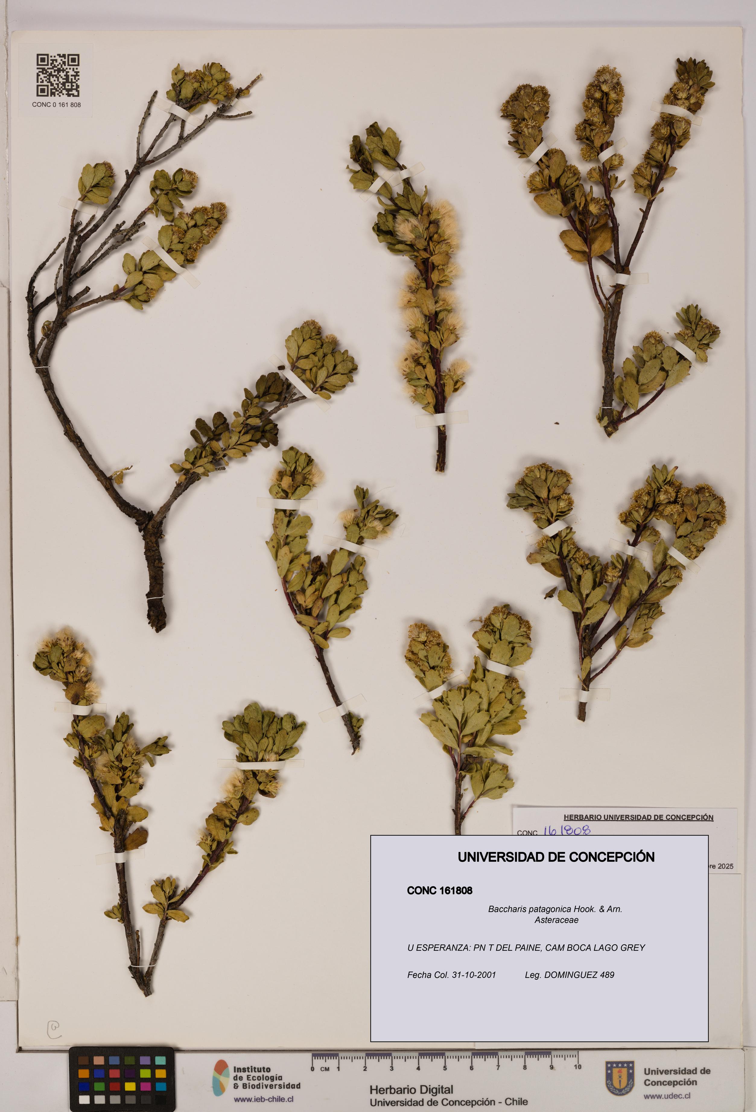 Baccharis patagonica [Espécimen: UDEC:CONC:0161808]