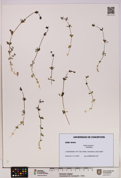 Galium aparine [Espécimen: UDEC:CONC:0161816]