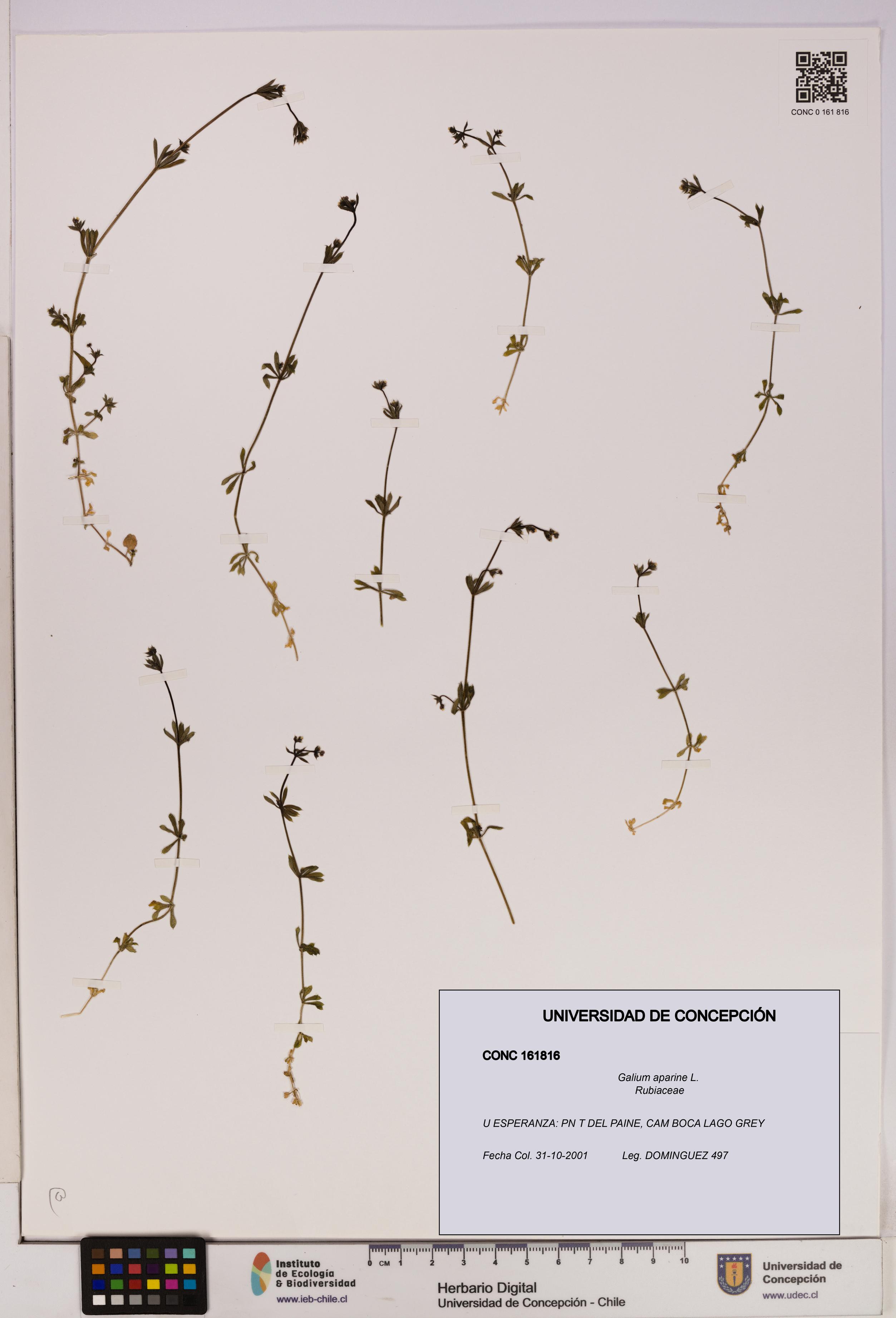 Galium aparine [Espécimen: UDEC:CONC:0161816]