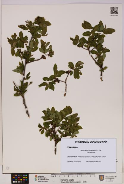 Myoschilos oblongus [Espécimen: UDEC:CONC:0161820]