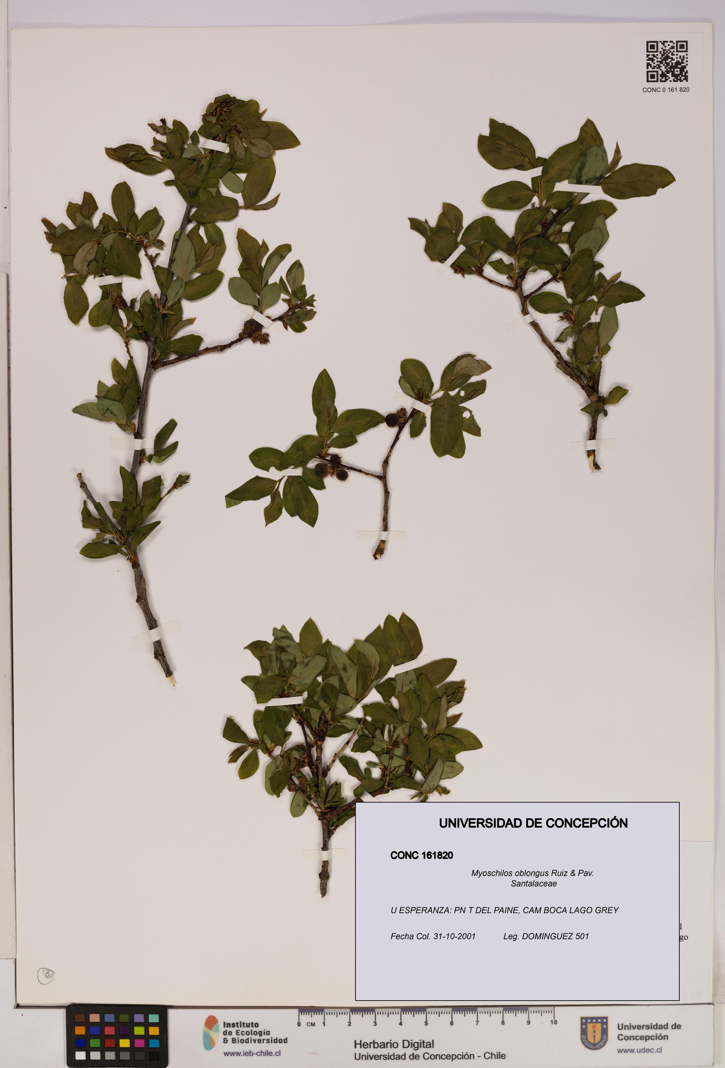 Myoschilos oblongus [Espécimen: UDEC:CONC:0161820]