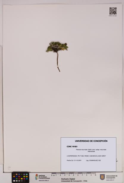 Perezia recurvata subsp. recurvata [Espécimen: UDEC:CONC:0161821]