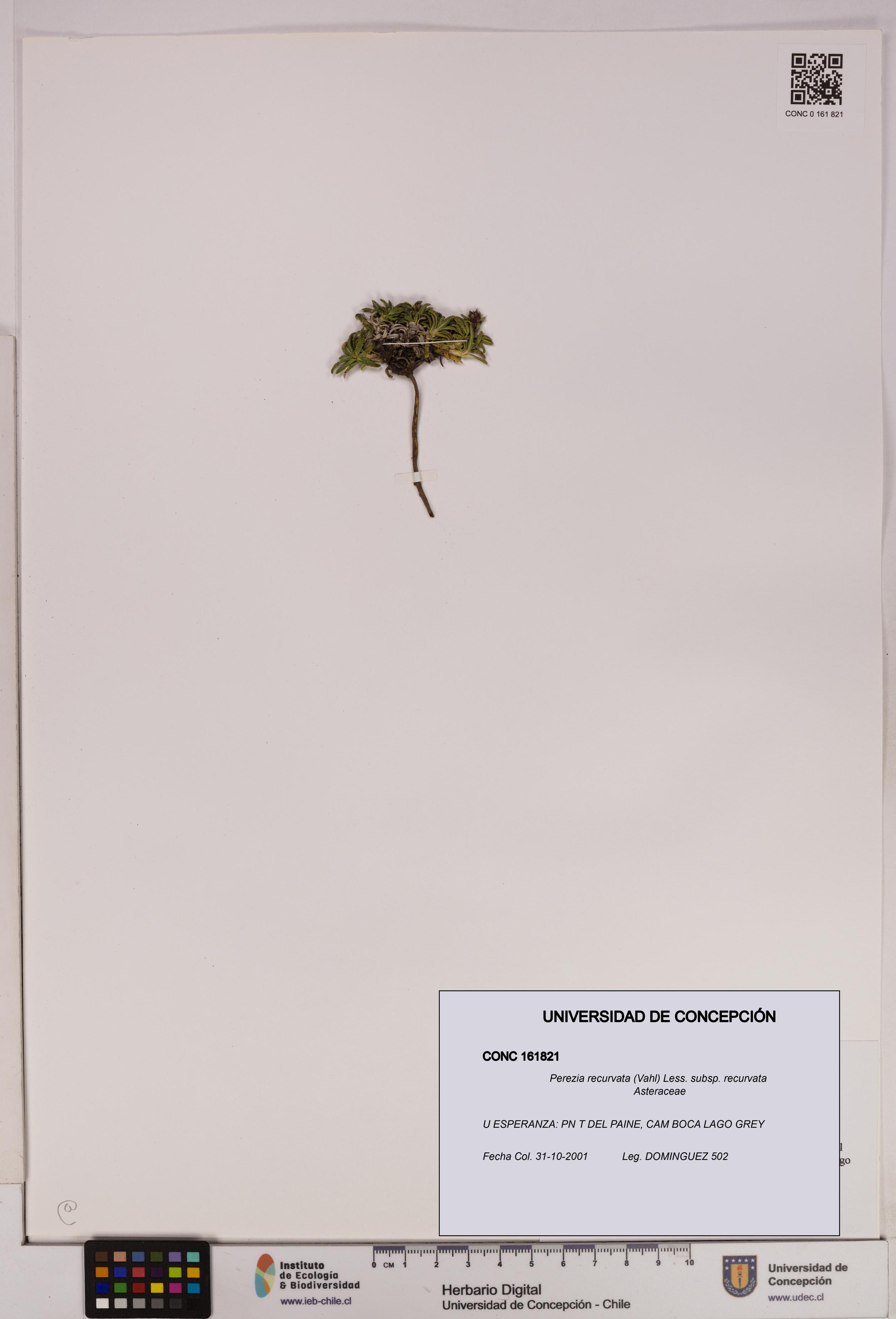 Perezia recurvata subsp. recurvata [Espécimen: UDEC:CONC:0161821]