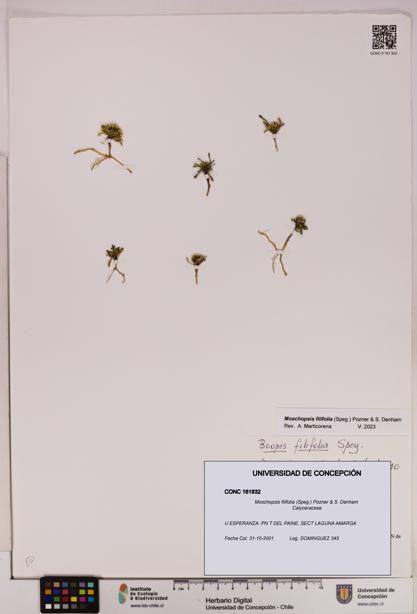 Moschopsis filifolia [Espécimen: UDEC:CONC:0161832]