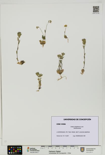 Draba magellanica [Espécimen: UDEC:CONC:0161834]