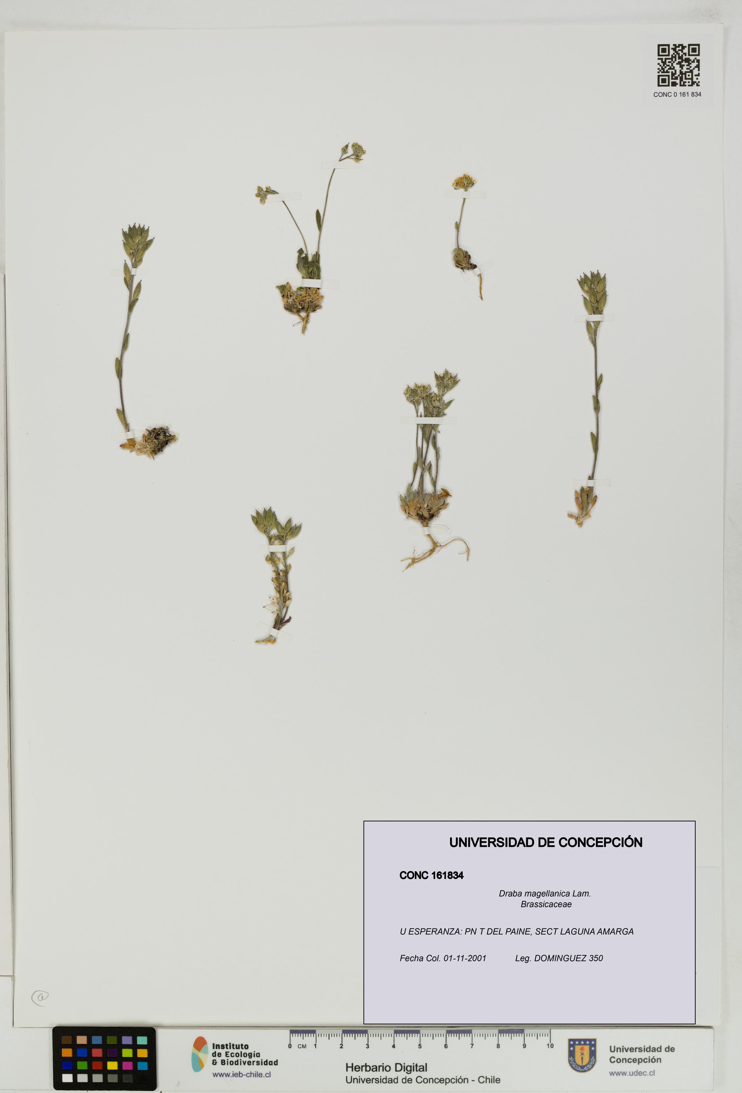 Draba magellanica [Espécimen: UDEC:CONC:0161834]