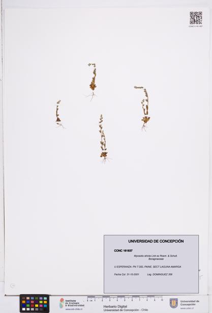 Myosotis stricta [Espécimen: ]