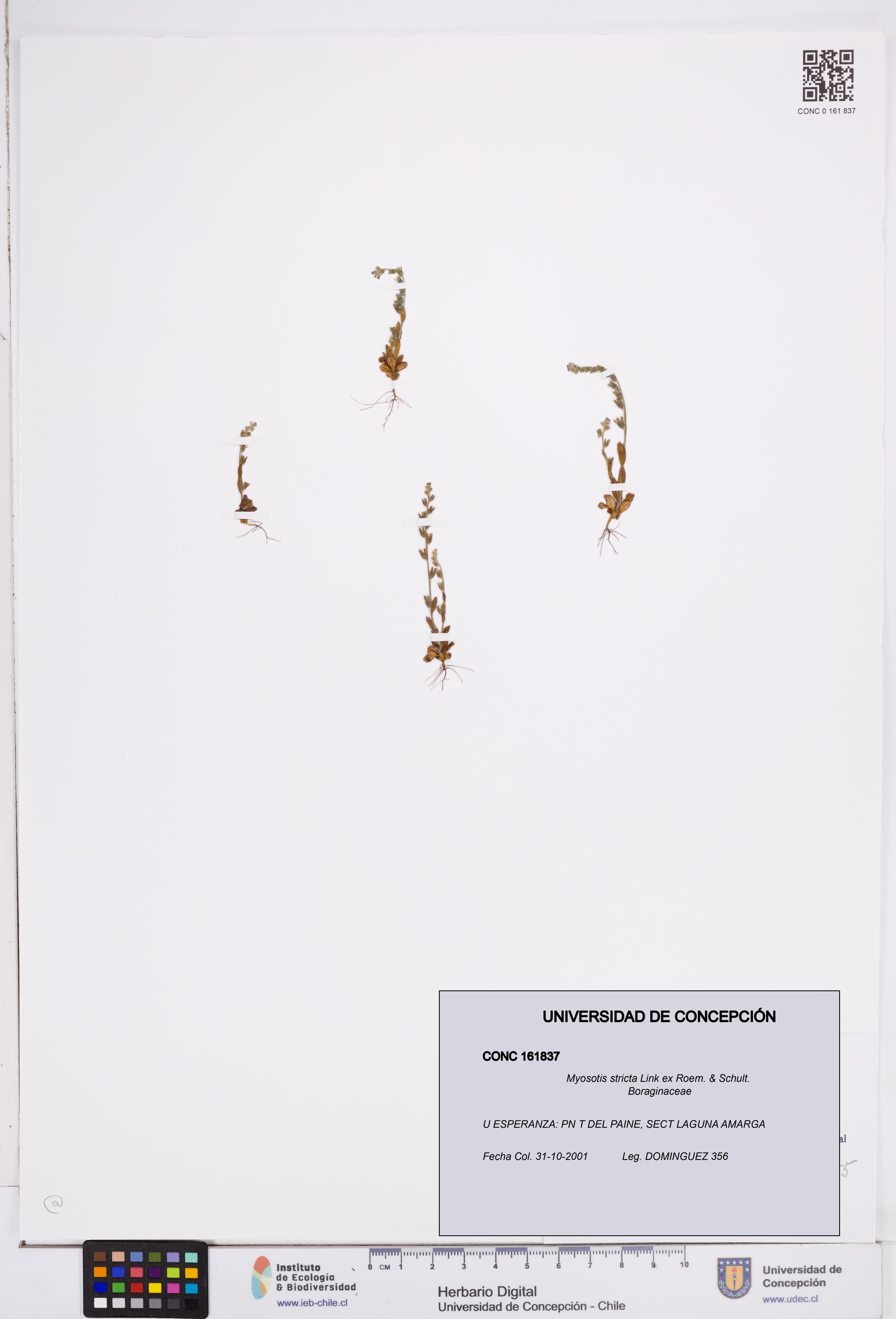 Myosotis stricta [Espécimen: ]