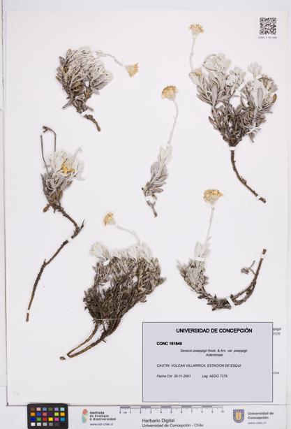Senecio poeppigii var. poeppigii [Espécimen: ]