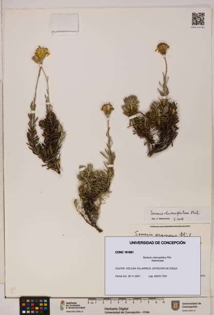 Senecio chionophilus [Espécimen: UDEC:CONC:0161851]