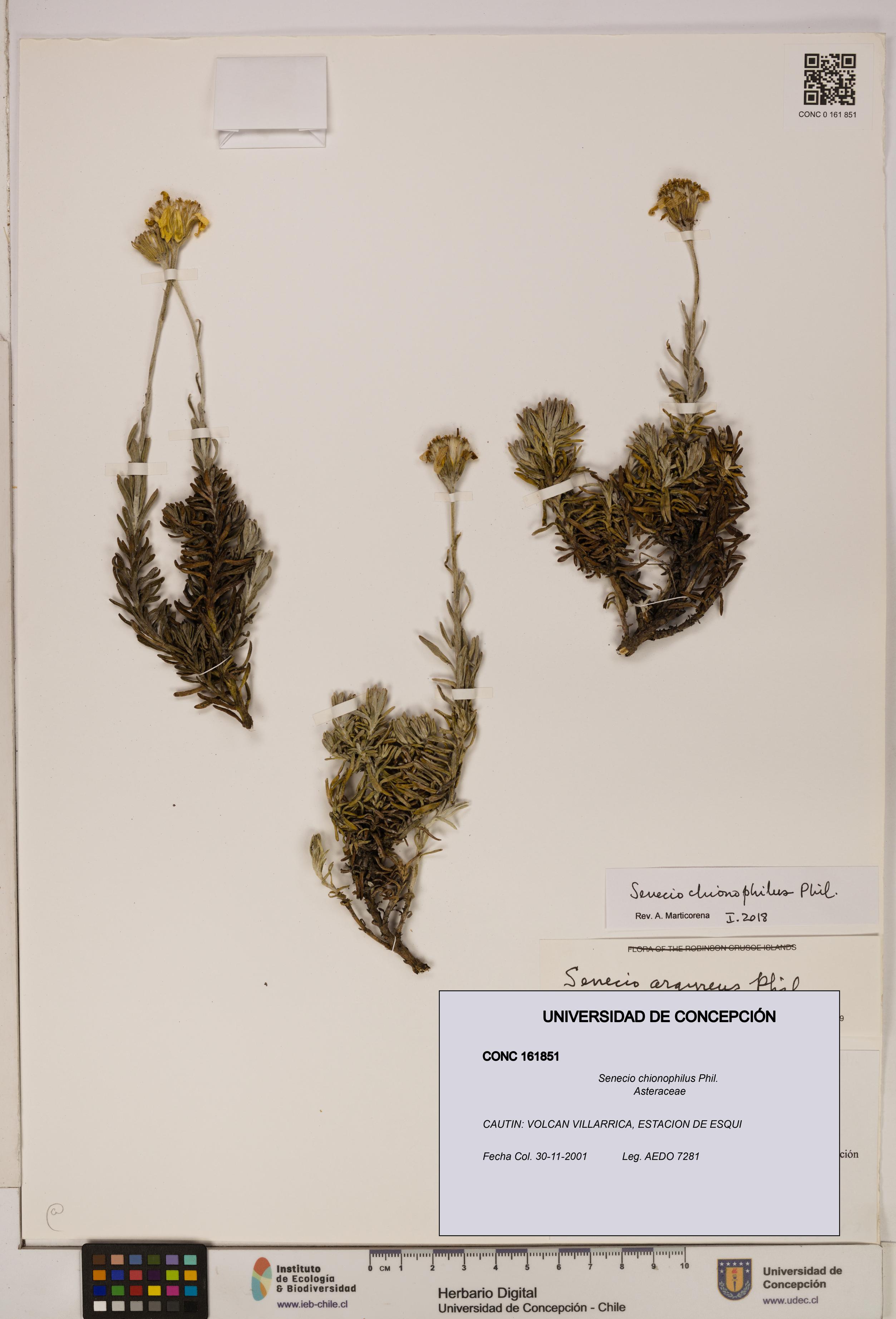 Senecio chionophilus [Espécimen: UDEC:CONC:0161851]