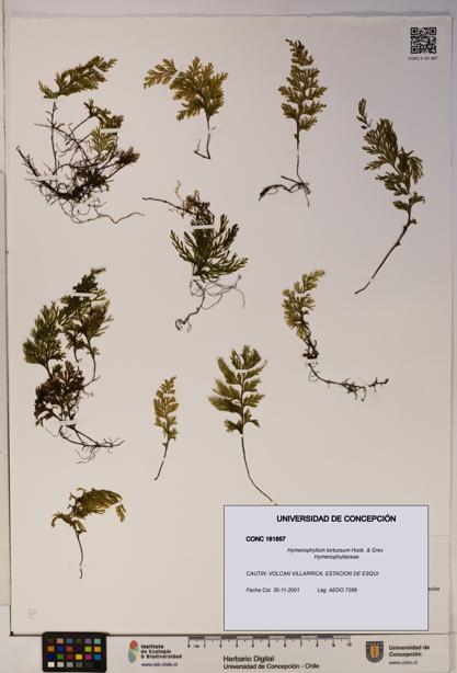 Hymenophyllum tortuosum [Espécimen: ]