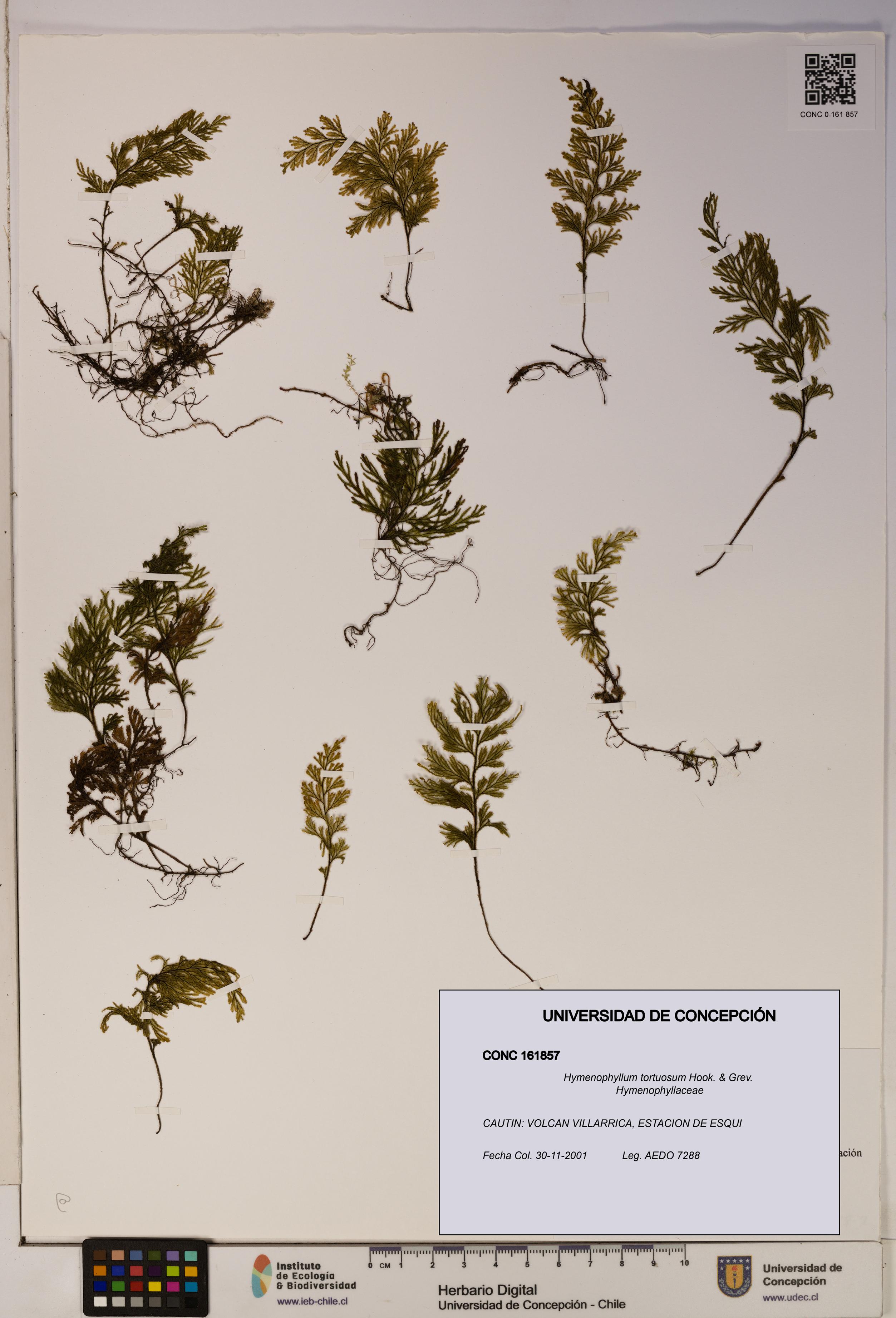 Hymenophyllum tortuosum [Espécimen: ]