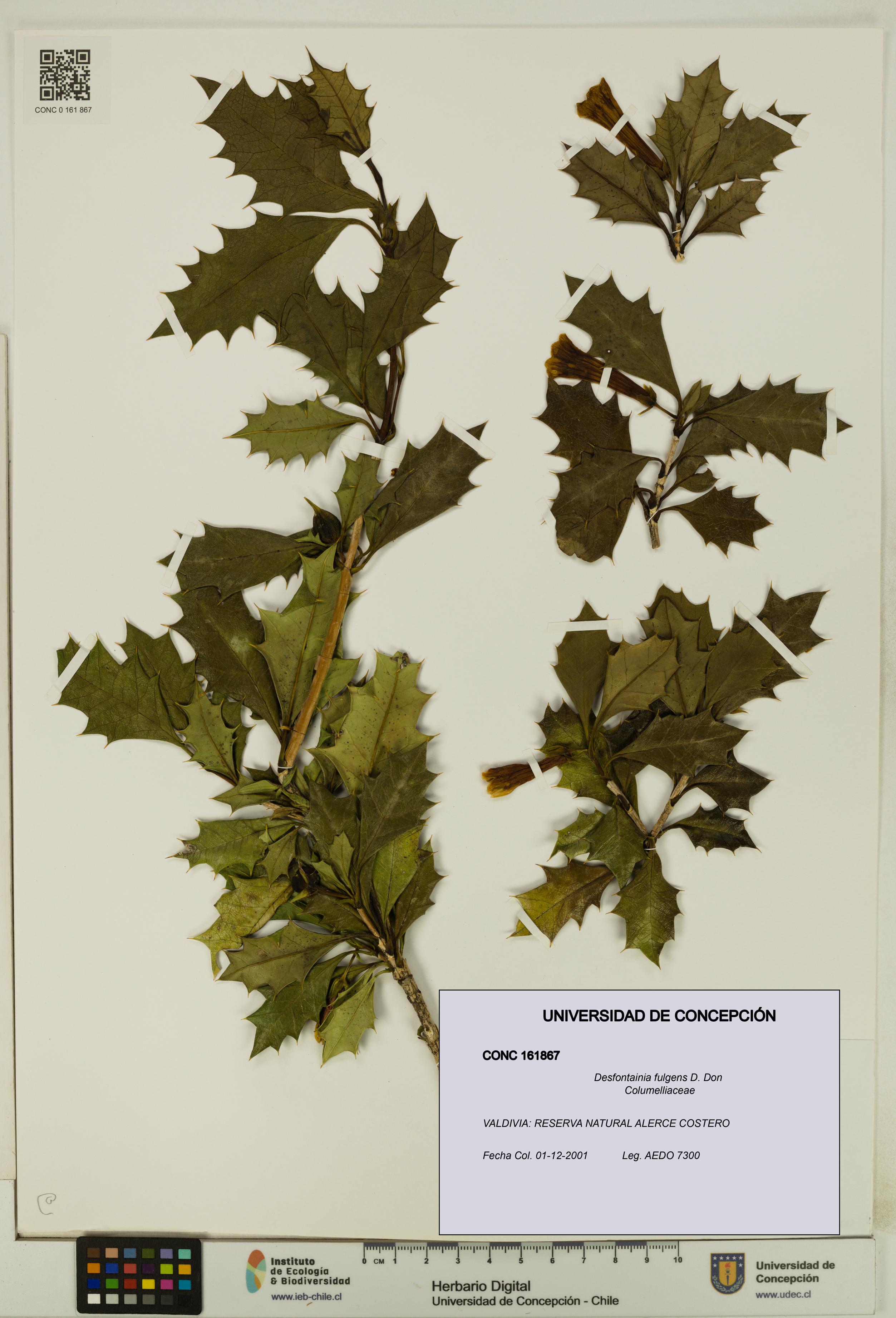 Desfontainia fulgens [Espécimen: UDEC:CONC:0161867]