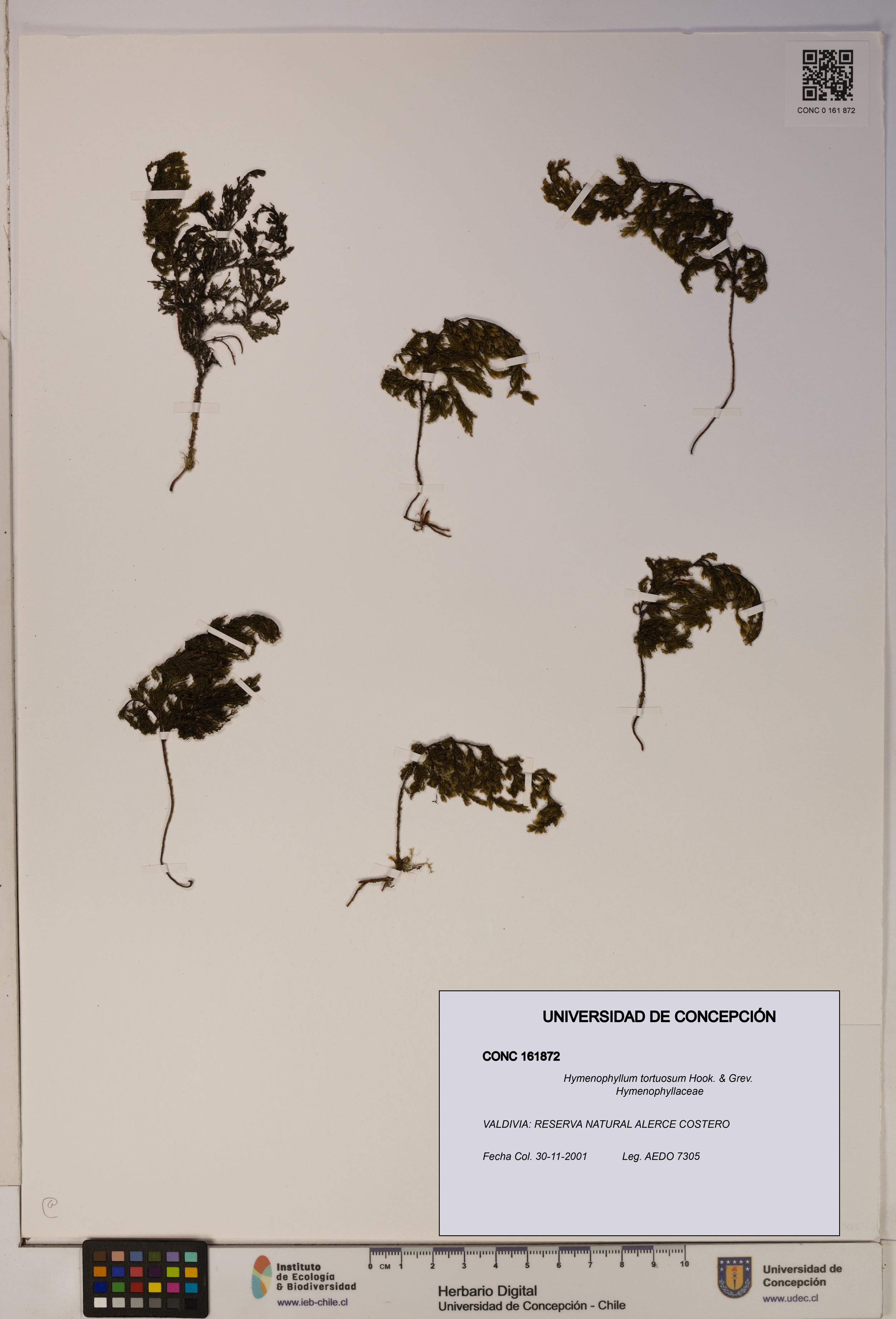 Hymenophyllum tortuosum [Espécimen: ]