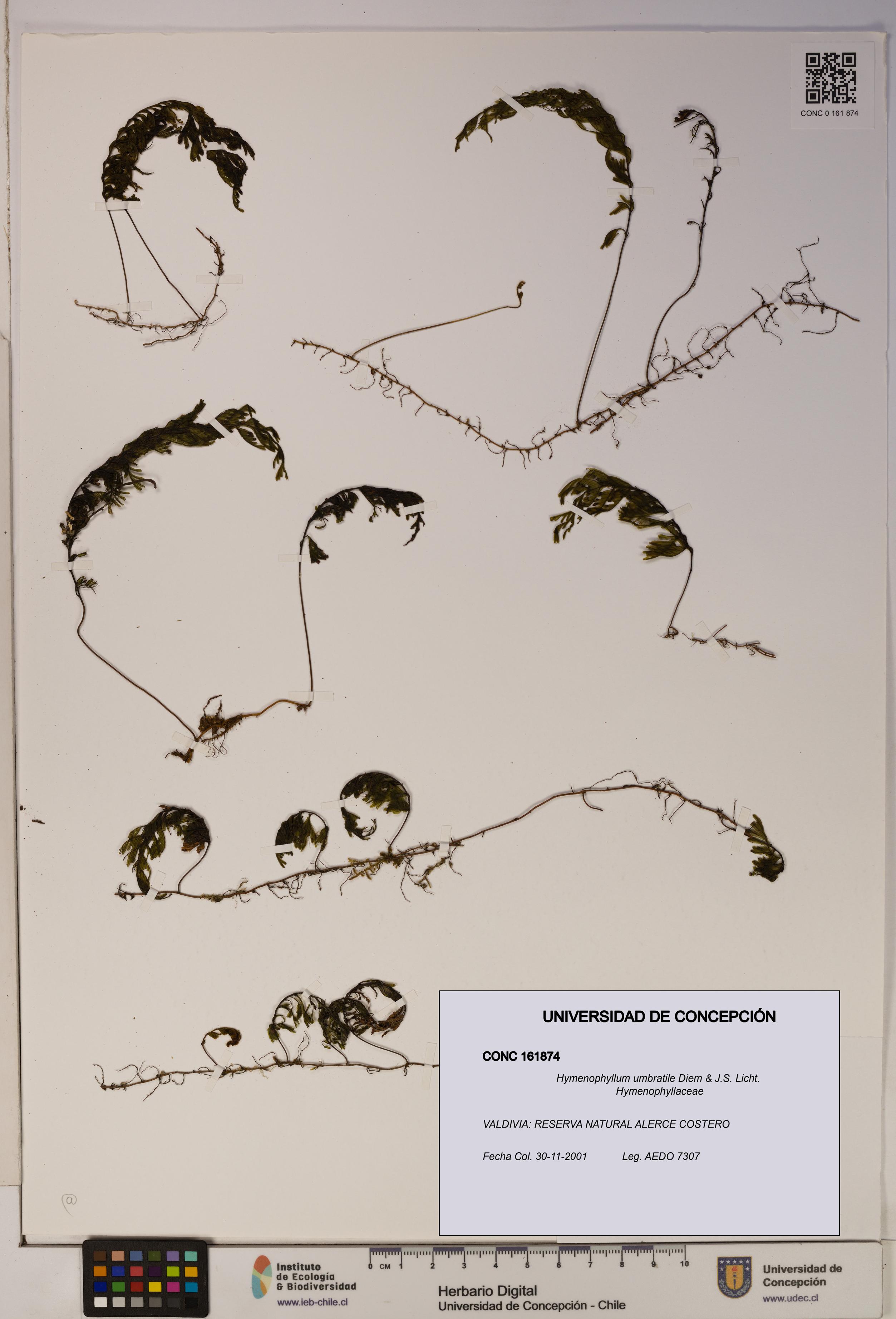 Hymenophyllum umbratile [Espécimen: ]