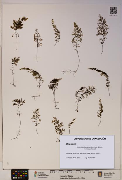 Hymenophyllum secundum [Espécimen: ]