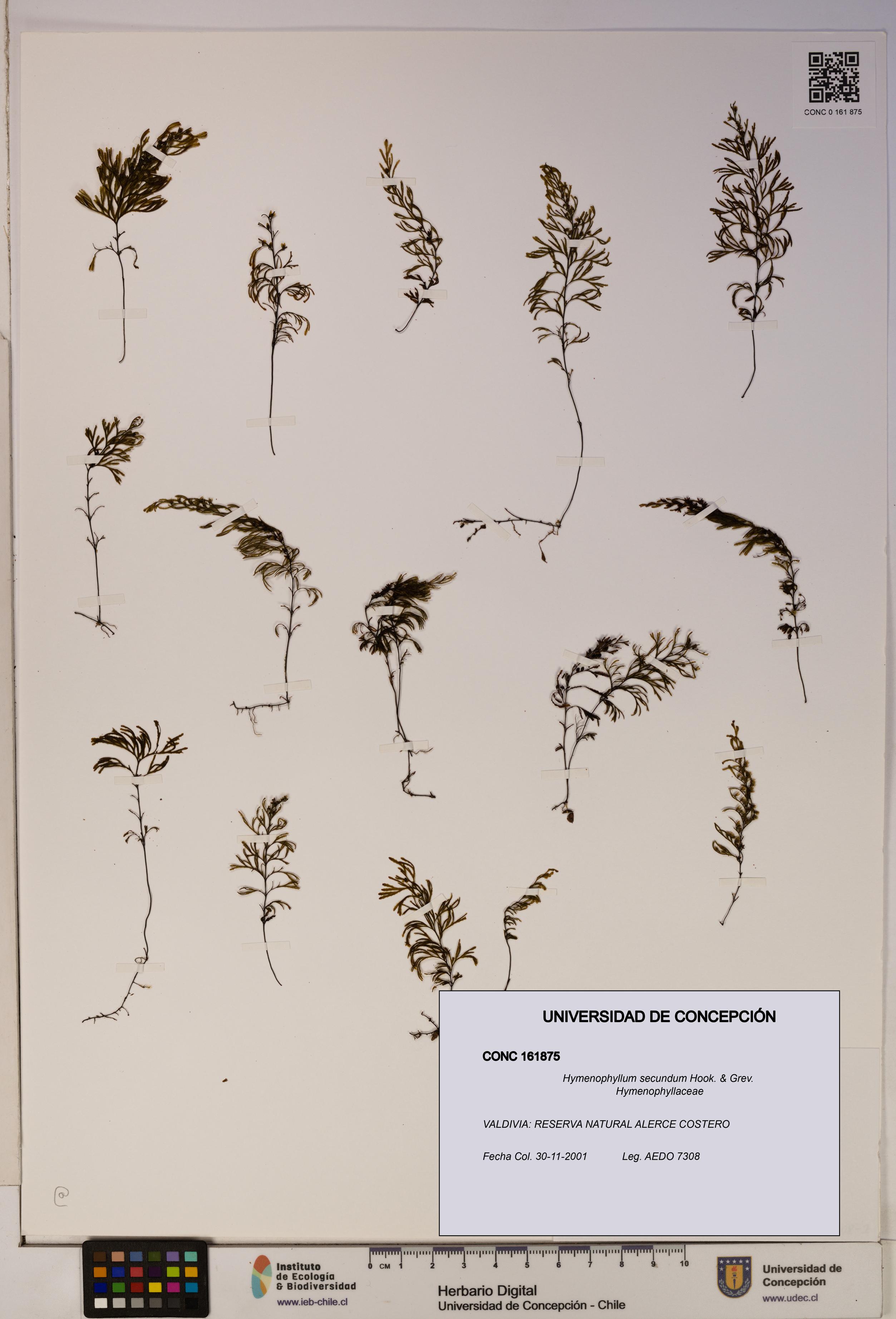 Hymenophyllum secundum [Espécimen: ]