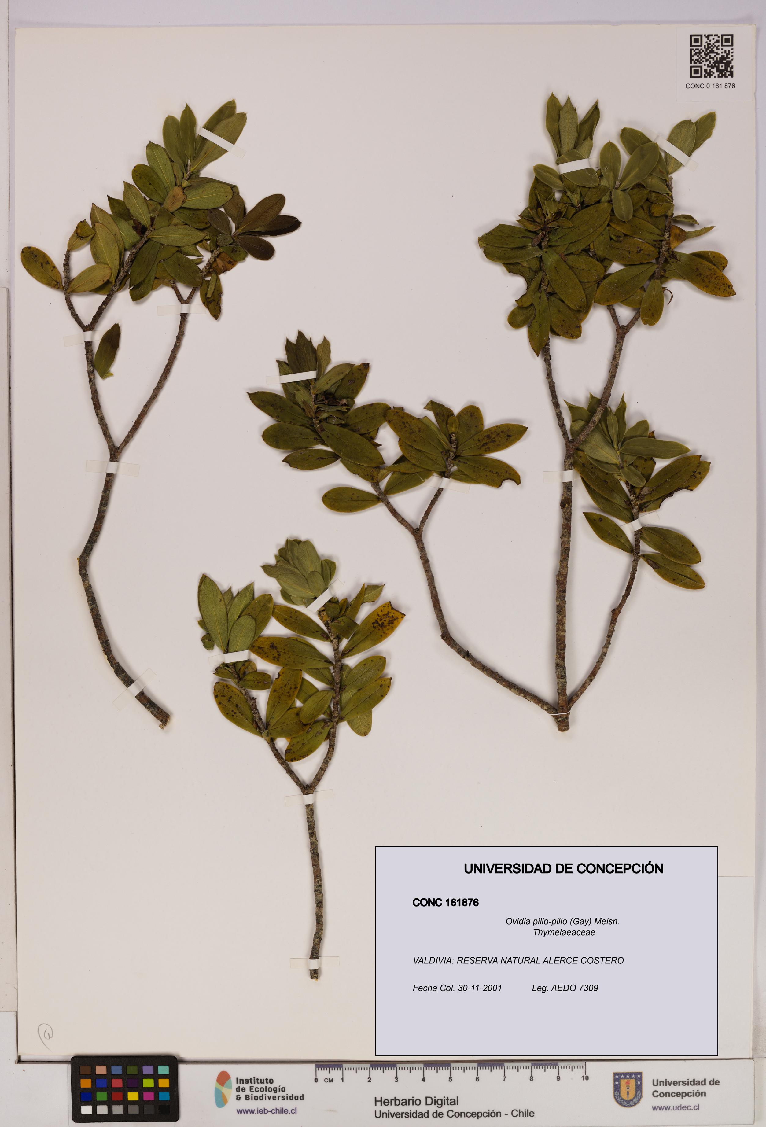 Ovidia pillo-pillo [Espécimen: UDEC:CONC:0161876]