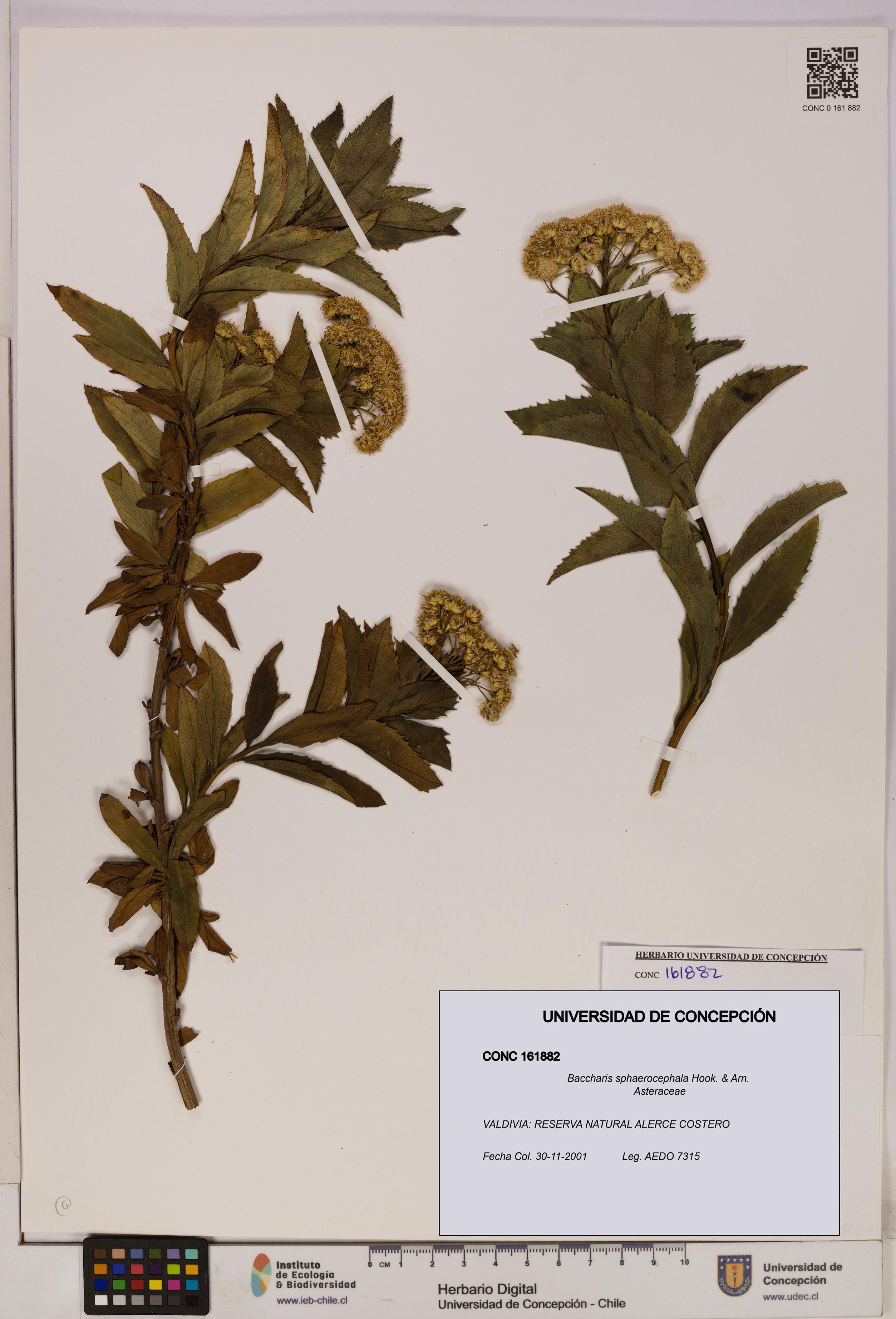 Baccharis sphaerocephala [Espécimen: UDEC:CONC:0161882]