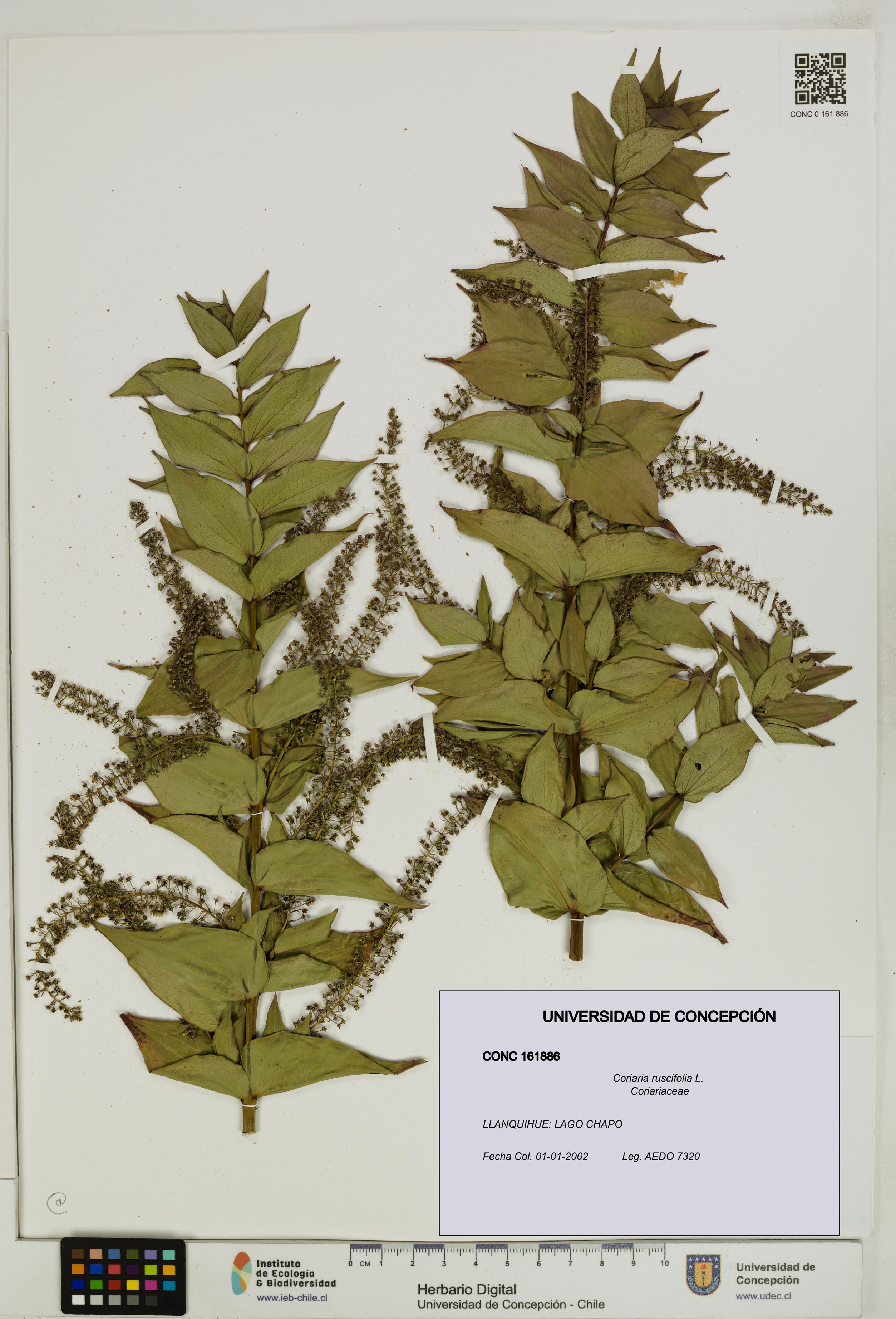 Coriaria ruscifolia [Espécimen: ]