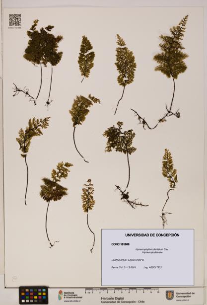 Hymenophyllum dentatum [Espécimen: UDEC:CONC:0161888]