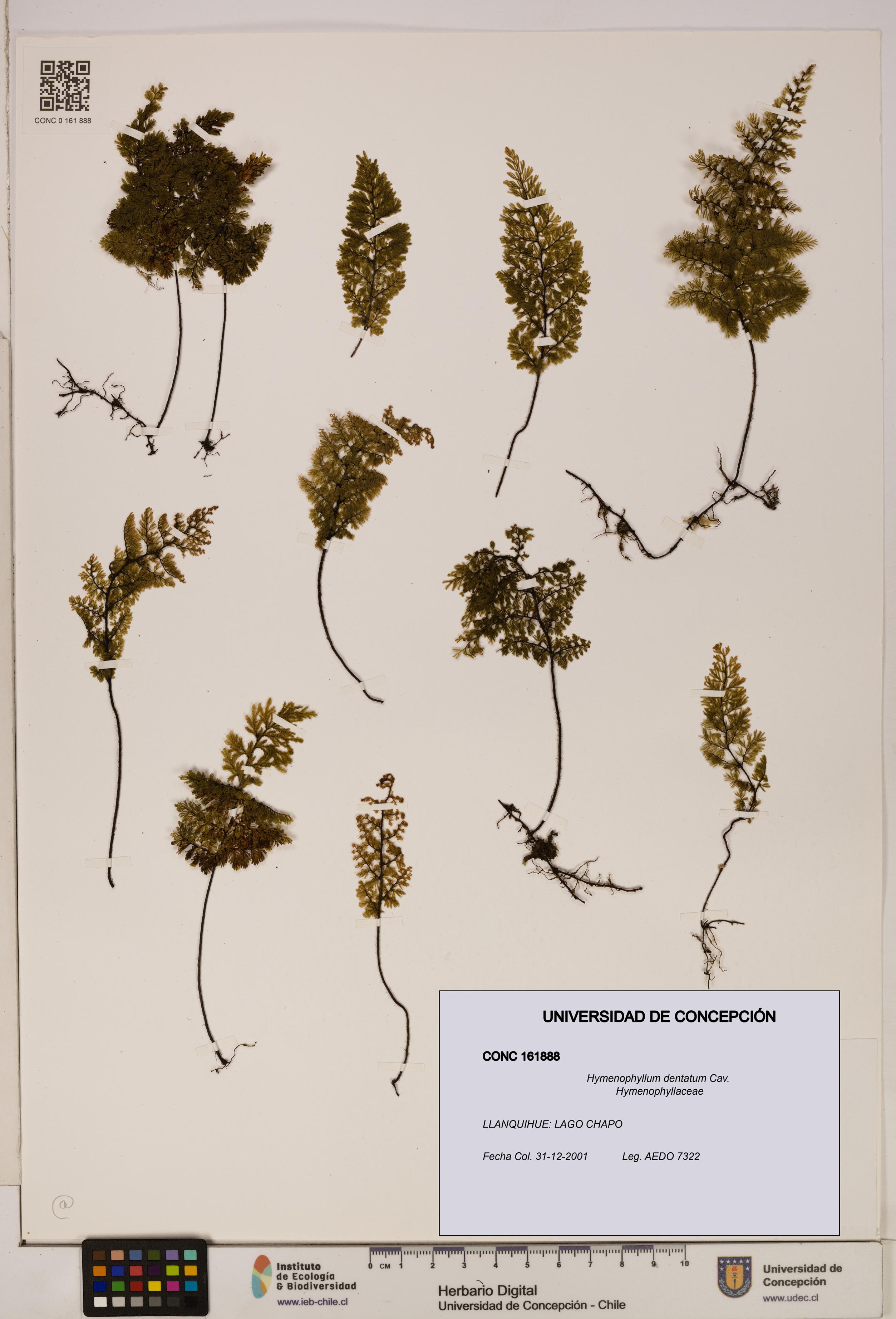 Hymenophyllum dentatum [Espécimen: UDEC:CONC:0161888]