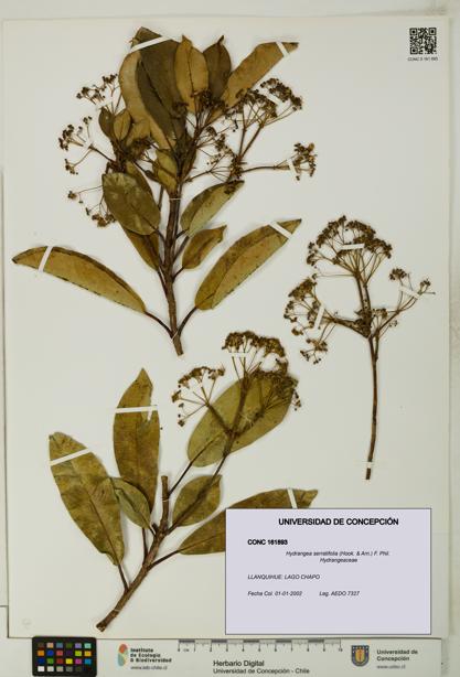 Hydrangea serratifolia [Espécimen: UDEC:CONC:0161893]