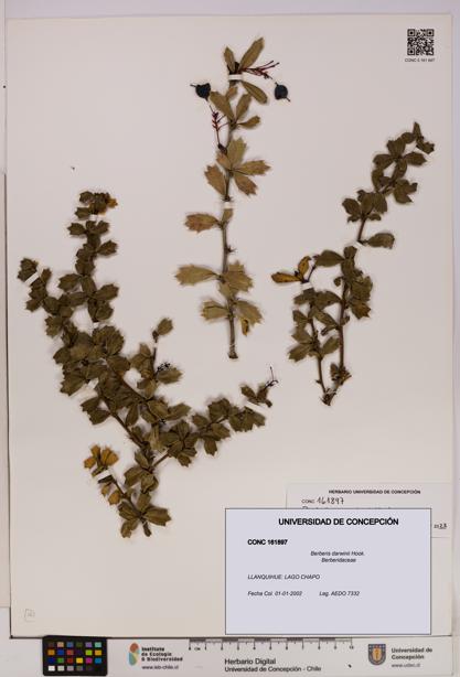 Berberis darwinii [Espécimen: UDEC:CONC:0161897]