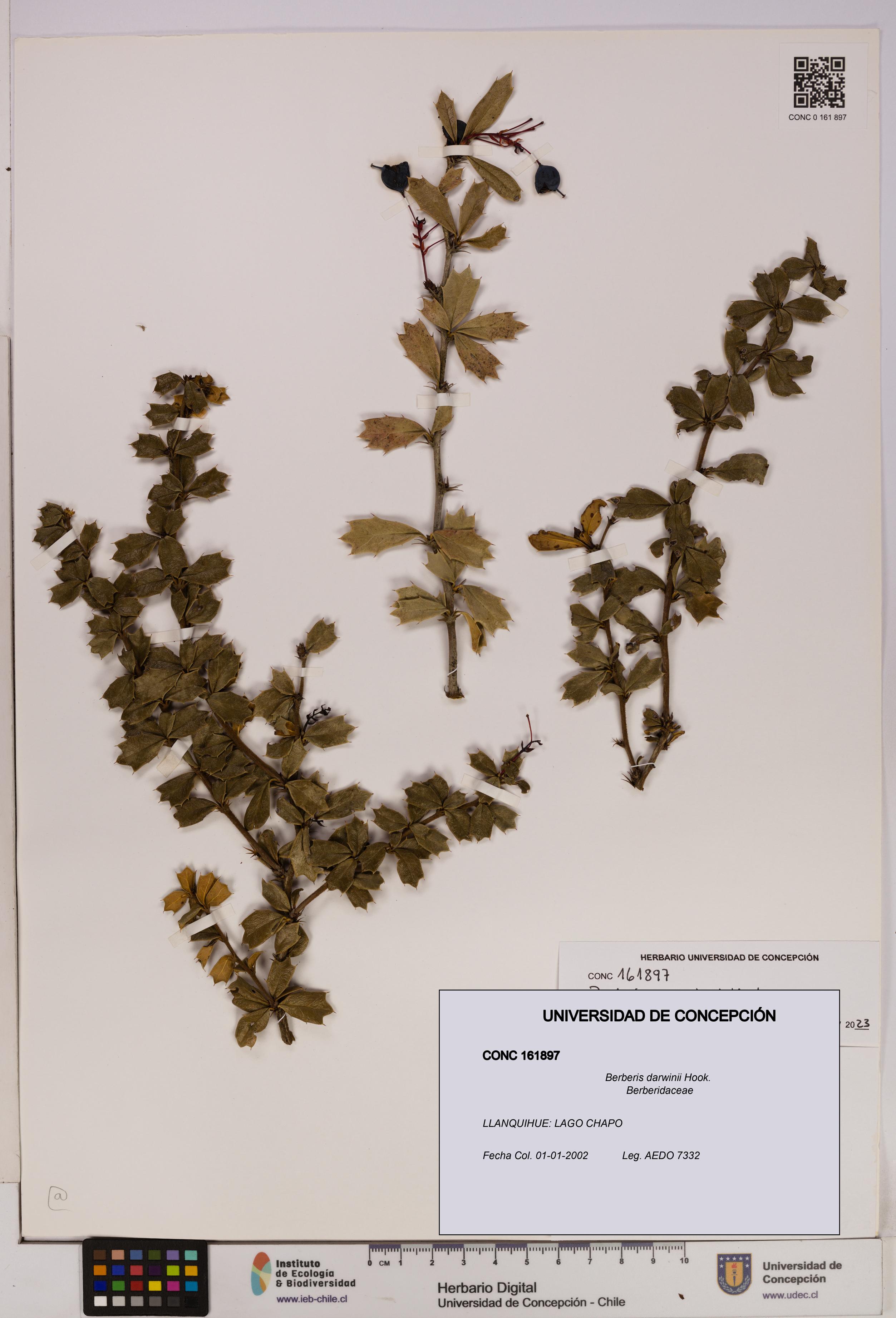 Berberis darwinii [Espécimen: UDEC:CONC:0161897]