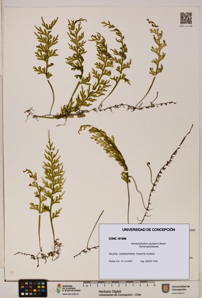 Hymenophyllum caudatum [Espécimen: UDEC:CONC:0161906]