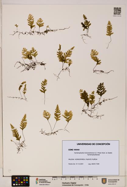 Hymenophyllum dicranotrichum [Espécimen: UDEC:CONC:0161910]