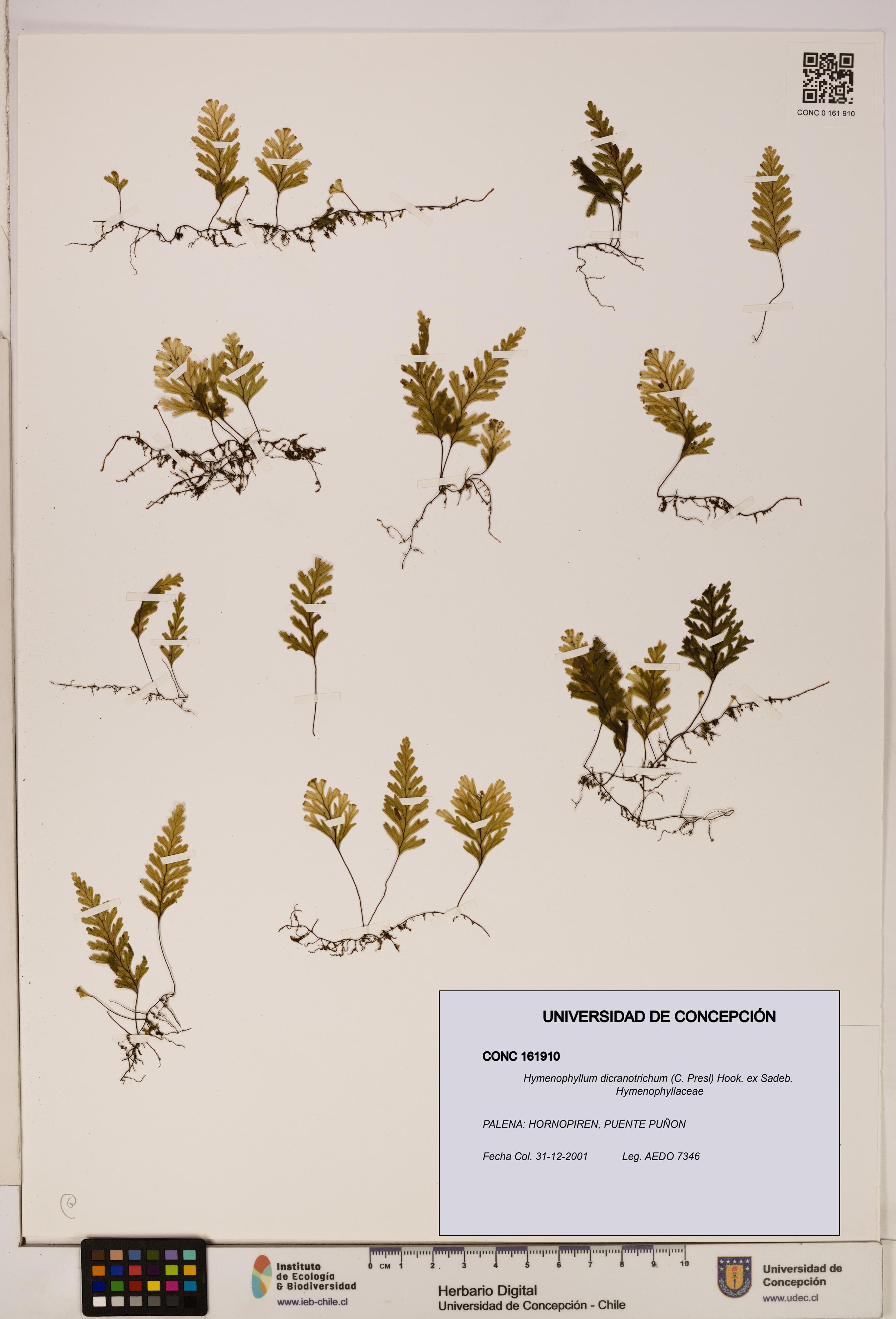 Hymenophyllum dicranotrichum [Espécimen: UDEC:CONC:0161910]