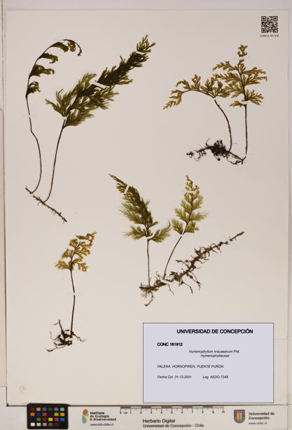 Hymenophyllum krauseanum [Espécimen: ]