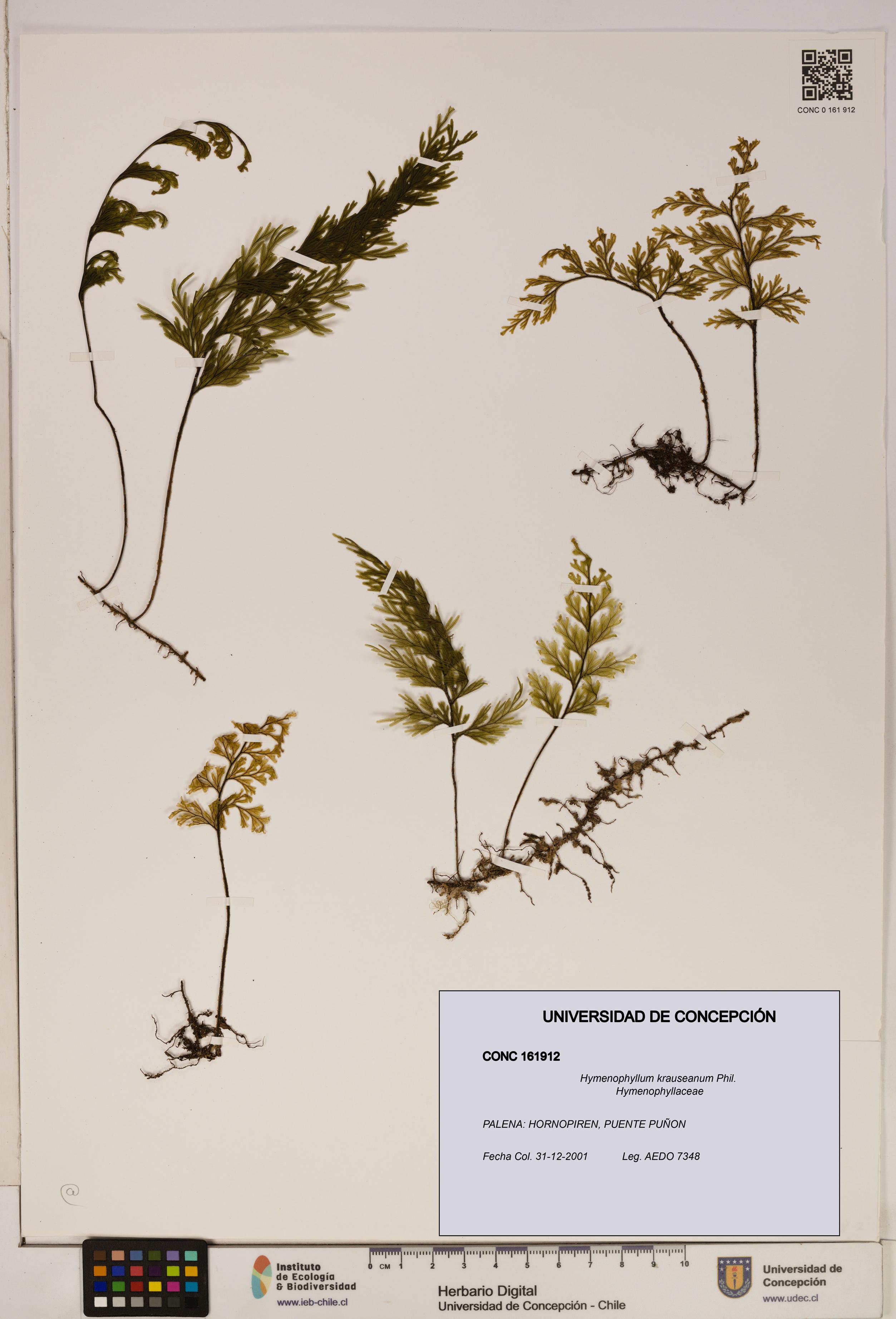 Hymenophyllum krauseanum [Espécimen: ]