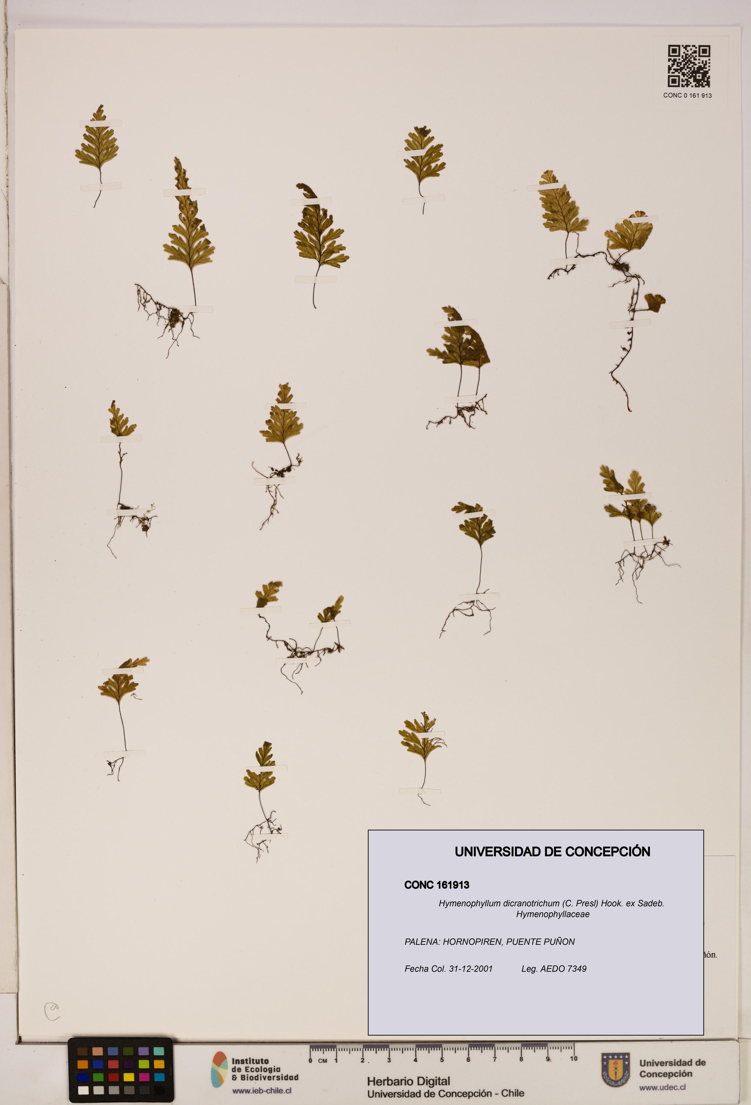 Hymenophyllum dicranotrichum [Espécimen: UDEC:CONC:0161913]