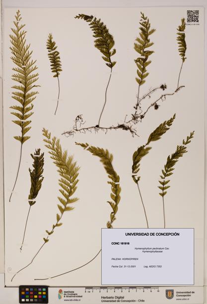 Hymenophyllum pectinatum [Espécimen: ]