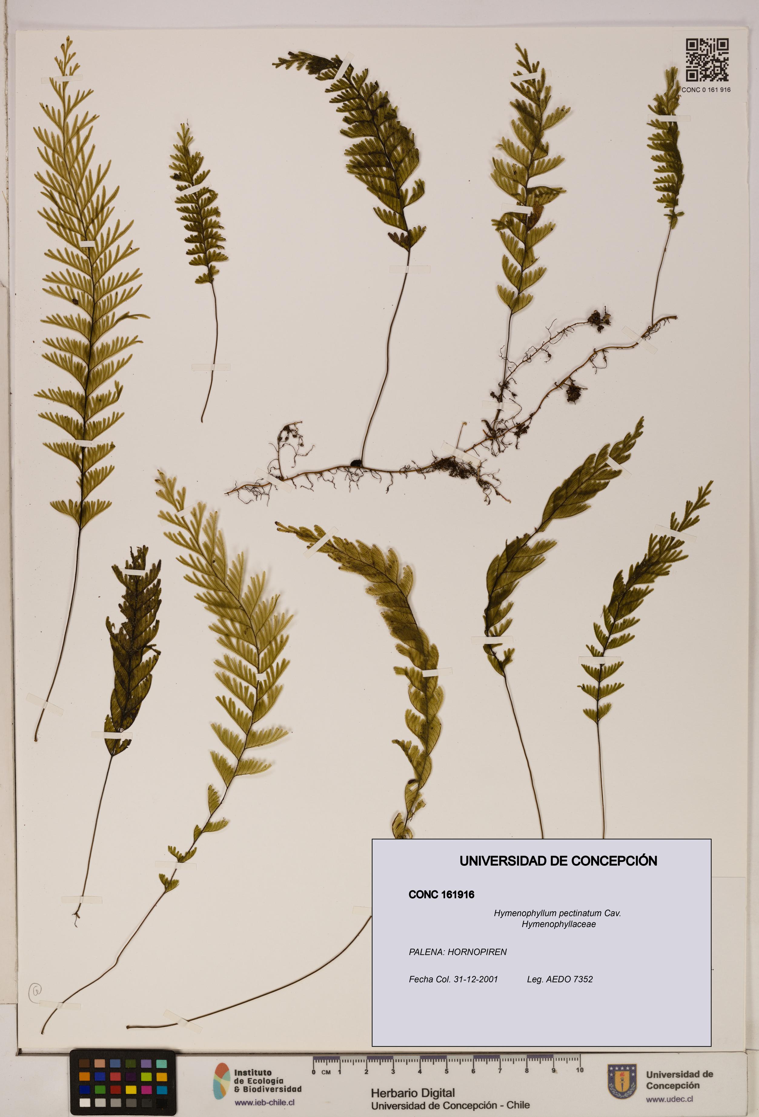 Hymenophyllum pectinatum [Espécimen: ]
