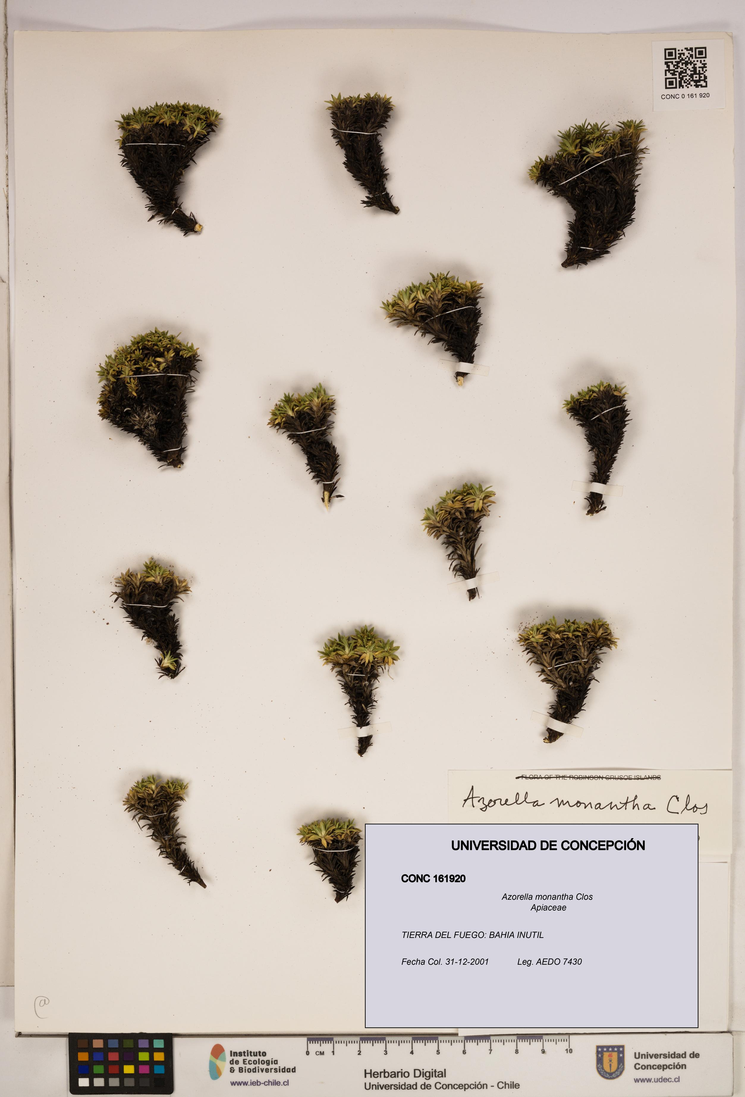 Azorella monantha [Espécimen: ]