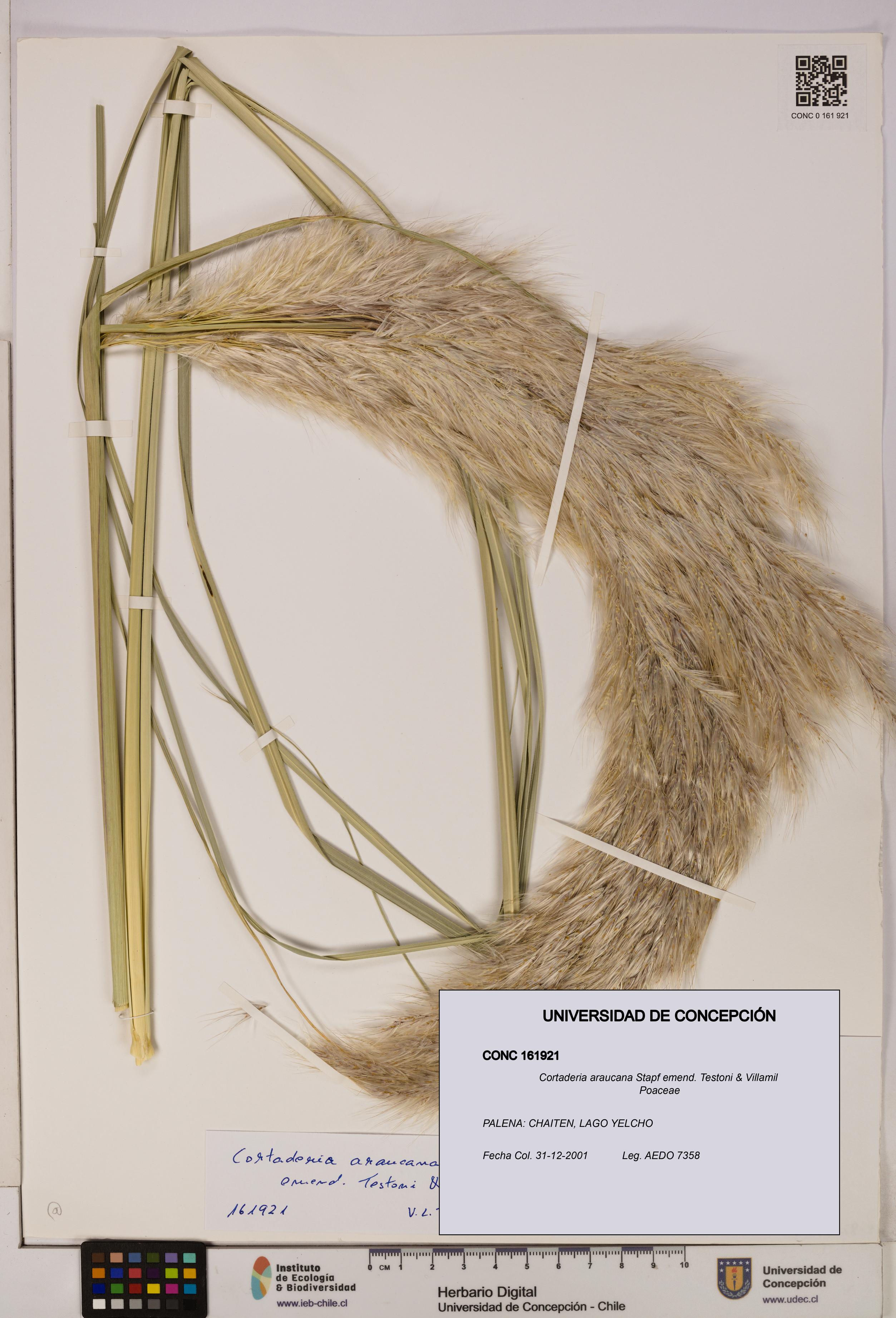 Cortaderia araucana [Espécimen: UDEC:CONC:0161921]