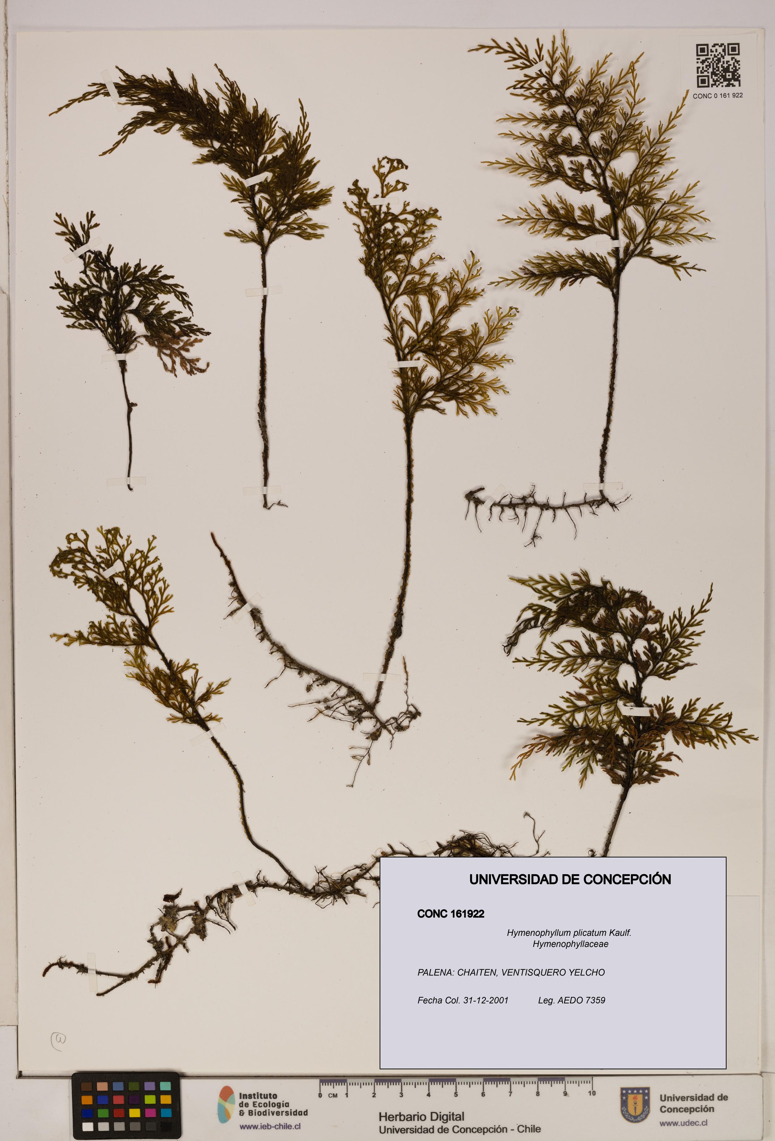 Hymenophyllum plicatum [Espécimen: ]