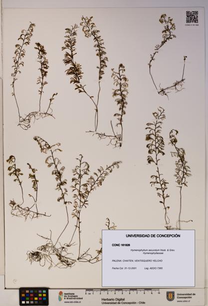 Hymenophyllum secundum [Espécimen: ]