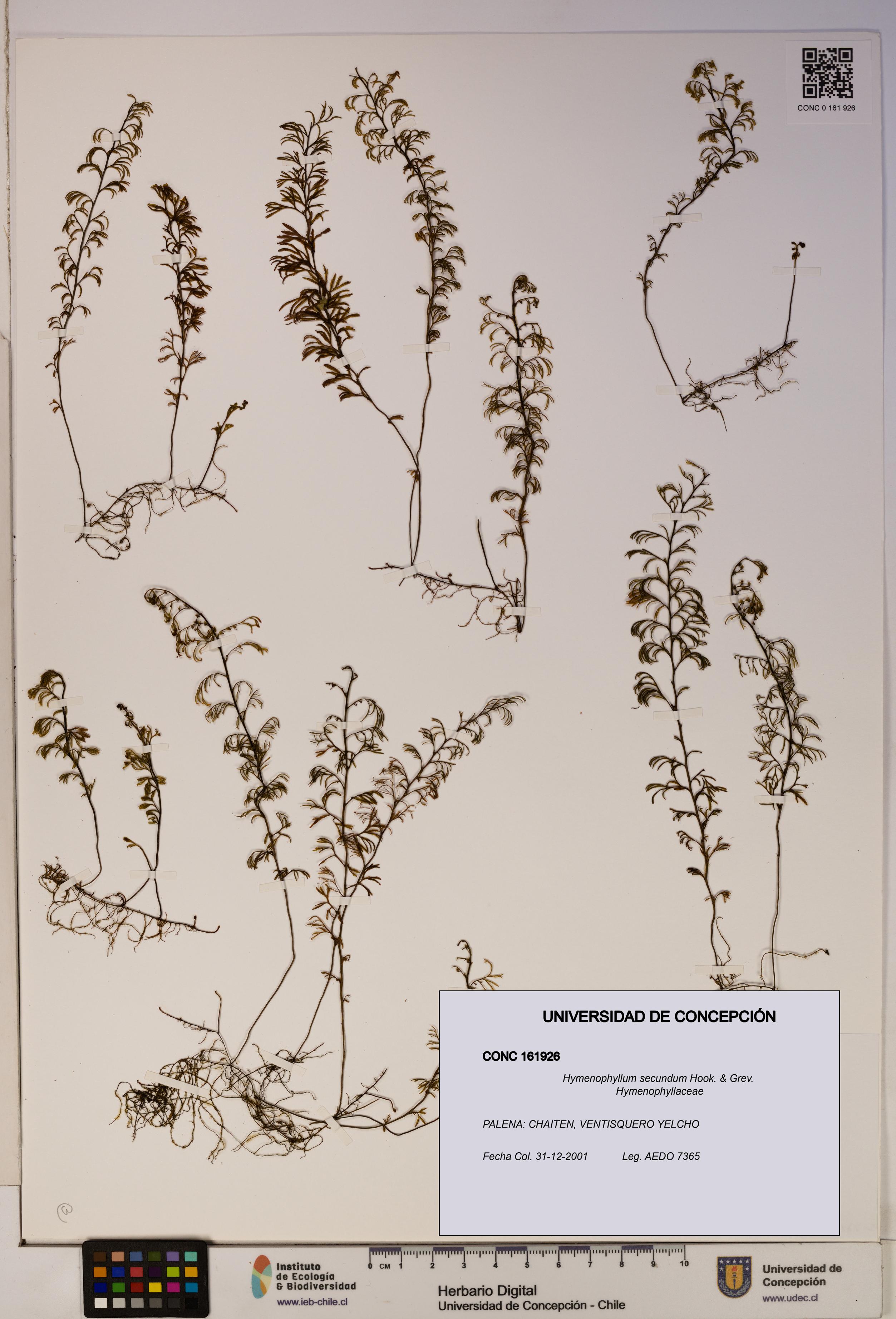 Hymenophyllum secundum [Espécimen: ]